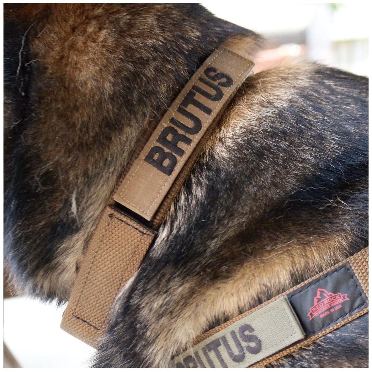 United States Tactical Tactical Gear United States Tactical Dog Collar with COBRA Buckle