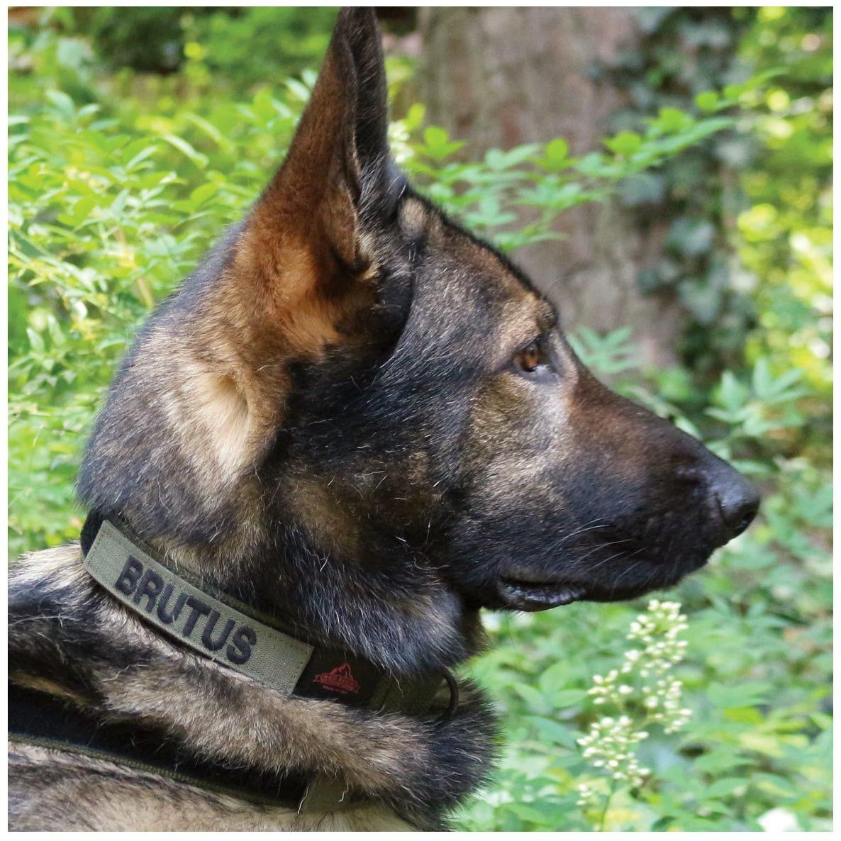 United States Tactical Tactical Gear United States Tactical Dog Collar with Quick-Release Buckle