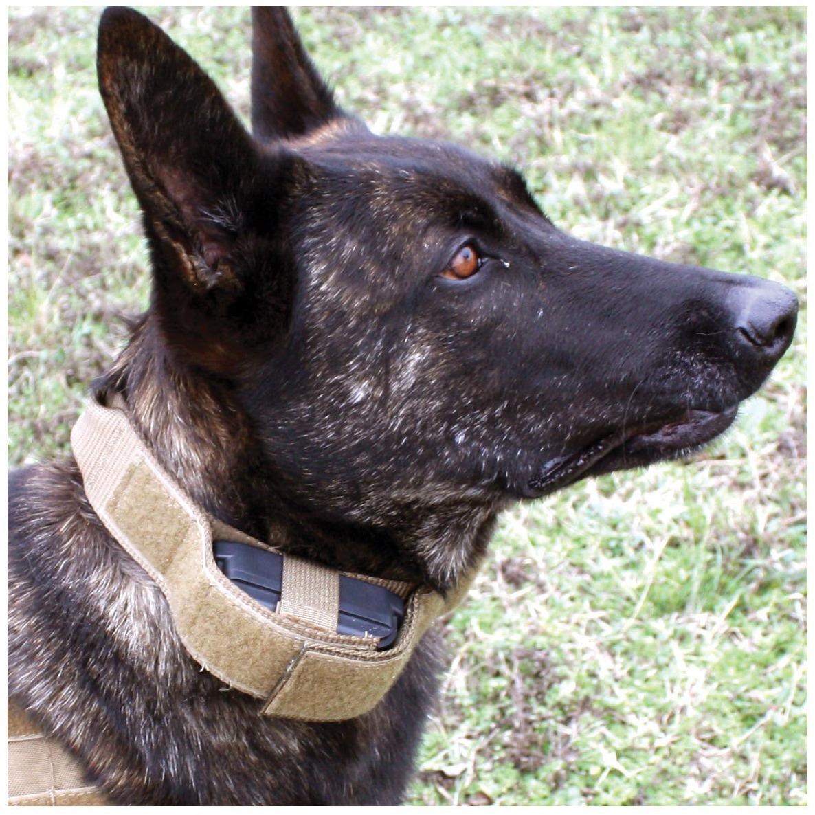 United States Tactical Tactical Gear United States Tactical Dog Receiver Collar with COBRA Buckle